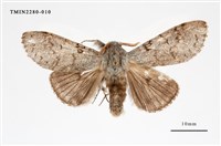 藏品(結麗毒蛾)的圖片